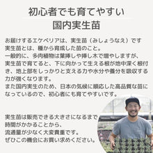 画像をギャラリービューアに読み込む, エケベリア・カマノイ プエブラ 2.5号 国内実生苗