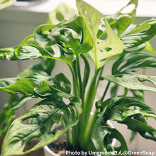 画像をギャラリービューアに読み込む, 【室内におすすめ 観葉植物】マドカズラ 4号
