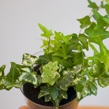 画像をギャラリービューアに読み込む, 【土を使わない観葉植物】つる性テーブルプランツ(Table Plants) アイビー(ヘデラ)寄せ植え