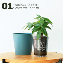 画像をギャラリービューアに読み込む, 【土を使わない観葉植物】テーブルプランツ(Table Plants)×COLOR POT SET