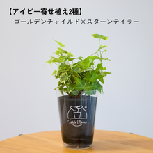 画像をギャラリービューアに読み込む, 【土を使わない観葉植物】つる性テーブルプランツ(Table Plants) アイビー(ヘデラ)寄せ植え