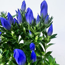 画像をギャラリービューアに読み込む, 【限定40鉢】リンドウ 花巻銀河ブルー 4号