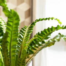 画像をギャラリービューアに読み込む, 【土を使わない観葉植物】テーブルプランツ(Table Plants) CUBE アスプレニウム