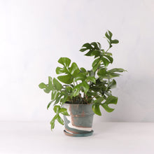 画像をギャラリービューアに読み込む, ヒメモンステラ 5号 おしゃれなマーブル鉢カバーセット