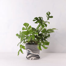 画像をギャラリービューアに読み込む, ヒメモンステラ 5号 おしゃれなマーブル鉢カバーセット