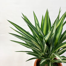 画像をギャラリービューアに読み込む, 【限定15個】ユッカ・シルバースター 7号 ※予約商品:3/30まで 出荷予定:4/4