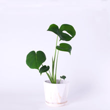 画像をギャラリービューアに読み込む, モンステラ・アダンソニー 5号 マーブル陶器鉢カバーセット