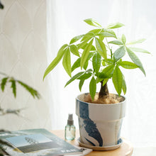 画像をギャラリービューアに読み込む, パキラ 5号 おしゃれなマーブル鉢カバーセット