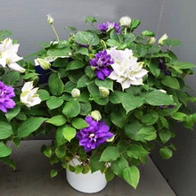 画像をギャラリービューアに読み込む, 【予約商品:5/3発送】八重咲 クレマチス 2色植え 6号 1鉢