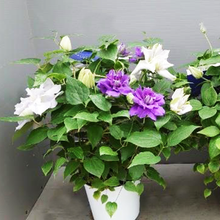 画像をギャラリービューアに読み込む, 【予約商品:5/3発送】八重咲 クレマチス 2色植え 6号 1鉢