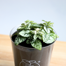 画像をギャラリービューアに読み込む, 【土を使わない観葉植物】つる性テーブルプランツ(Table Plants)ヒポエステス