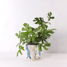 画像をギャラリービューアに読み込む, ヒメモンステラ 5号 おしゃれなマーブル鉢カバーセット