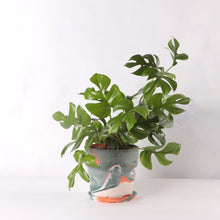 画像をギャラリービューアに読み込む, ヒメモンステラ 5号 おしゃれなマーブル鉢カバーセット