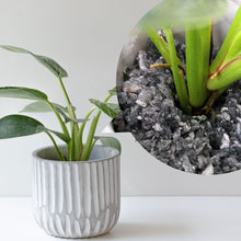 画像をギャラリービューアに読み込む, 【美容室コラボ】サステナ素材で育てる観葉植物 3号 セメント鉢