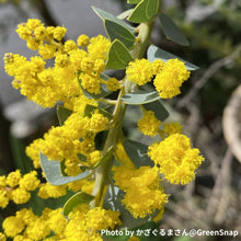 画像をギャラリービューアに読み込む, 【期間限定:5/26まで】サンカクバアカシア 6号