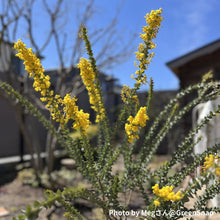 画像をギャラリービューアに読み込む, 【期間限定:5/26まで】サンカクバアカシア 6号