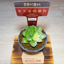 画像をギャラリービューアに読み込む, 【一点物】ハオルチア・オブツーサ錦 2号 信楽焼(丸鉢)セット