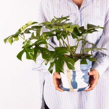 画像をギャラリービューアに読み込む, ヒメモンステラ 5号 おしゃれなマーブル鉢カバーセット