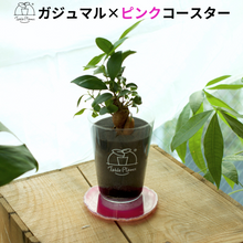 画像をギャラリービューアに読み込む, 【土を使わない観葉植物】 テーブルプランツ(Table Plants) ×カラフルCRYSTAL COASTERセット