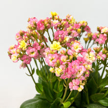 画像をギャラリービューアに読み込む, 【限定30個】カランコエ・メイリーブーケ 5号 ※予約商品:4/27まで 出荷予定:5/6