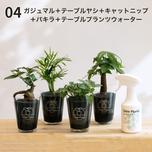 画像をギャラリービューアに読み込む, 【土を使わない観葉植物】猫が喜ぶテーブルプランツ for Cat (Table Plants)キャットニップ 数量限定
