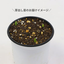 画像をギャラリービューアに読み込む, 【予約商品:1/16以降発送】チューリップ芽出し苗 3.5号 5ポットセット【日本一の産地 富山産】