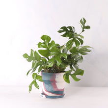 画像をギャラリービューアに読み込む, ヒメモンステラ 5号 おしゃれなマーブル鉢カバーセット