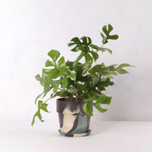 画像をギャラリービューアに読み込む, ヒメモンステラ 5号 おしゃれなマーブル鉢カバーセット