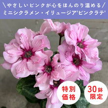 画像をギャラリービューアに読み込む, 【限定30鉢】ミニシクラメン・イリュージア'ピンクラテ' 3号 ※予約商品:10/12まで 出荷予定:10/17