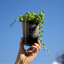 画像をギャラリービューアに読み込む, 【土を使わない観葉植物】つる性テーブルプランツ(Table Plants) グリーンネックレス