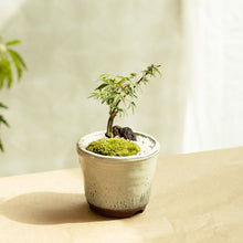 画像をギャラリービューアに読み込む, もみじのミニ盆栽 萬古焼鉢セット 3.5号 1鉢