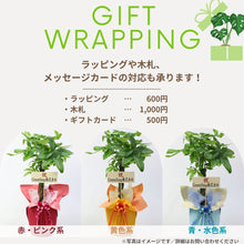 画像をギャラリービューアに読み込む, アジアンタム・フレグランス 5号 北欧デザインストレート鉢カバーセット&ポットスタンド ギフトにおすすめ