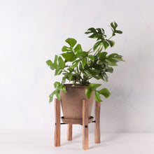 画像をギャラリービューアに読み込む, ヒメモンステラ 5号 植木鉢カバー+スタンドセット おしゃれ リビング インテリア
