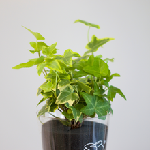 画像をギャラリービューアに読み込む, 【土を使わない観葉植物】つる性テーブルプランツ(Table Plants) アイビー(ヘデラ)寄せ植え