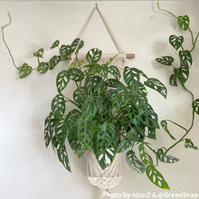 画像をギャラリービューアに読み込む, 【室内におすすめ 観葉植物】マドカズラ 4号