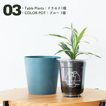 画像をギャラリービューアに読み込む, 【土を使わない観葉植物】テーブルプランツ(Table Plants)×COLOR POT SET