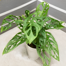 画像をギャラリービューアに読み込む, 【室内におすすめ 観葉植物】マドカズラ 4号