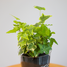 画像をギャラリービューアに読み込む, 【土を使わない観葉植物】つる性テーブルプランツ(Table Plants) アイビー(ヘデラ)寄せ植え