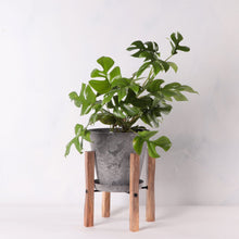 画像をギャラリービューアに読み込む, ヒメモンステラ 5号 植木鉢カバー+スタンドセット おしゃれ リビング インテリア