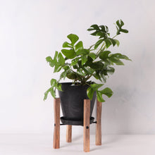 画像をギャラリービューアに読み込む, ヒメモンステラ 5号 植木鉢カバー+スタンドセット おしゃれ リビング インテリア