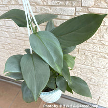 画像をギャラリービューアに読み込む, フィロデンドロン・シルバーメタル 吊鉢 4号 1鉢