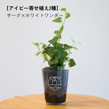 画像をギャラリービューアに読み込む, 【土を使わない観葉植物】つる性テーブルプランツ(Table Plants) アイビー(ヘデラ)寄せ植え