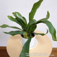 画像をギャラリービューアに読み込む, ビカクシダ・ネザーランド(コウモリラン) 6号