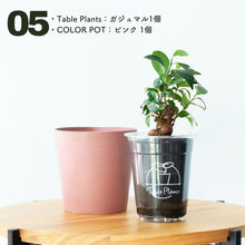 画像をギャラリービューアに読み込む, 【土を使わない観葉植物】テーブルプランツ(Table Plants)×COLOR POT SET