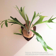 画像をギャラリービューアに読み込む, ビカクシダ・ネザーランド(コウモリラン) 6号