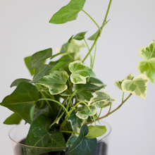 画像をギャラリービューアに読み込む, 【土を使わない観葉植物】つる性テーブルプランツ(Table Plants) アイビー(ヘデラ)寄せ植え