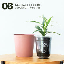 画像をギャラリービューアに読み込む, 【土を使わない観葉植物】テーブルプランツ(Table Plants)×COLOR POT SET