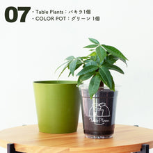 画像をギャラリービューアに読み込む, 【土を使わない観葉植物】テーブルプランツ(Table Plants)×COLOR POT SET