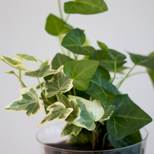 画像をギャラリービューアに読み込む, 【土を使わない観葉植物】つる性テーブルプランツ(Table Plants) アイビー(ヘデラ)寄せ植え