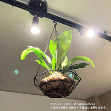 画像をギャラリービューアに読み込む, ビカクシダ・ネザーランド(コウモリラン) 6号